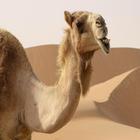 camello desierto