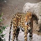 leopardo salvaje