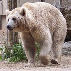 oso animal mamifero
