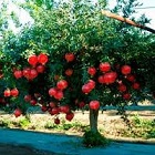 granado arbol fruto